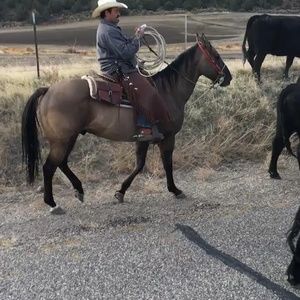 Meet your Posher, Napoleon